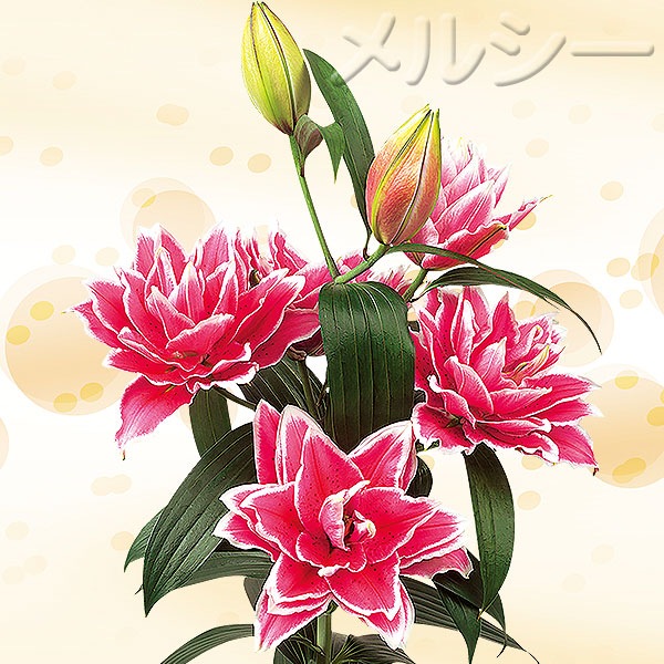 八重咲の百合　水彩画 八重咲オリエンタル百合 サマンサ 2球｜メルシーオンラインショップ