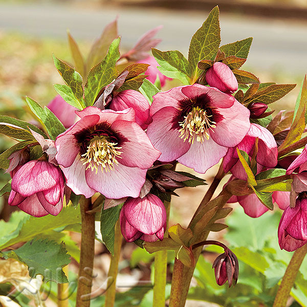 ○クリスマスローズ きまぐれ二色咲き系 1株｜メルシーオンラインショップ