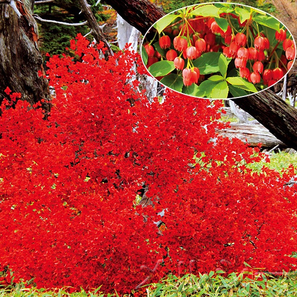 ○紅どうだんつつじ 1株｜メルシーオンラインショップ