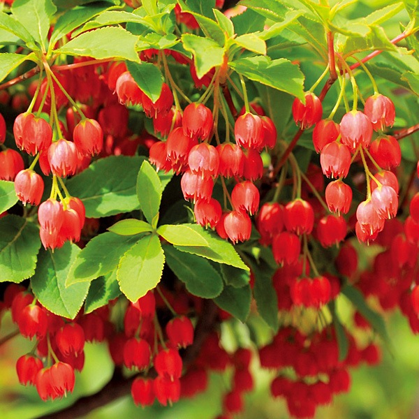 ○紅どうだんつつじ 1株｜メルシーオンラインショップ