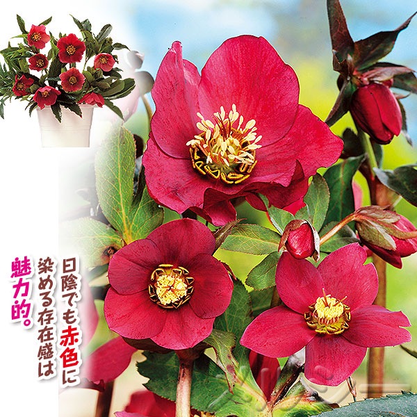 ○クリスマスローズ オリエンタリス 赤 1株 ｜メルシーオンラインショップ