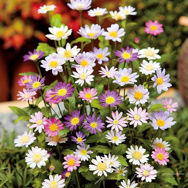 10月下旬お届け 都忘れ 4色4株