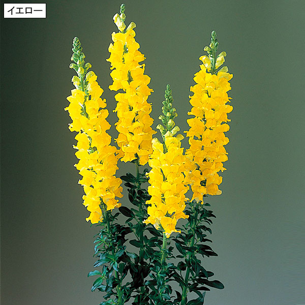 ☆金魚草 新レジェ 3色12株｜メルシーオンラインショップ