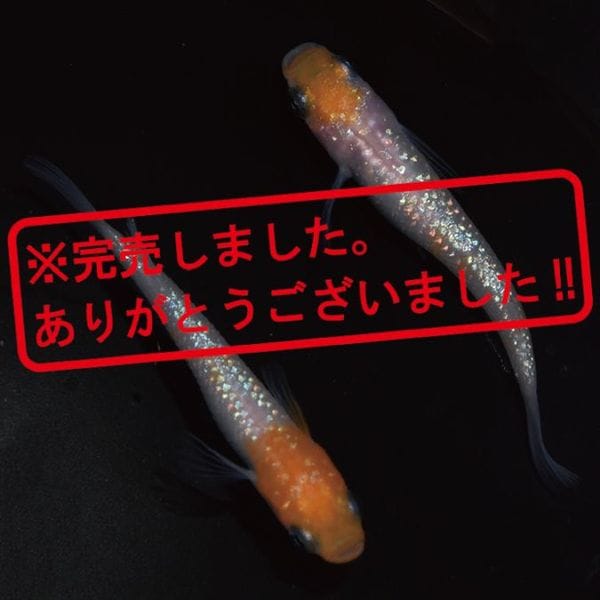 G-5478 紅白ラメ幹之サファイア系 ペアセット