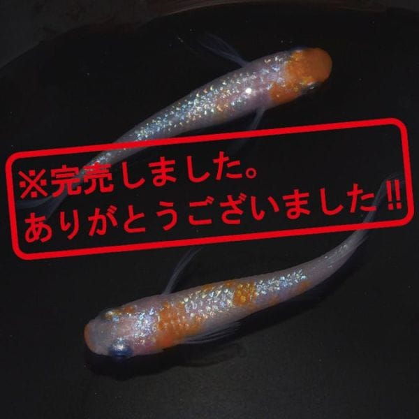 G-5480 紅白ラメ幹之サファイア系 ペアセット