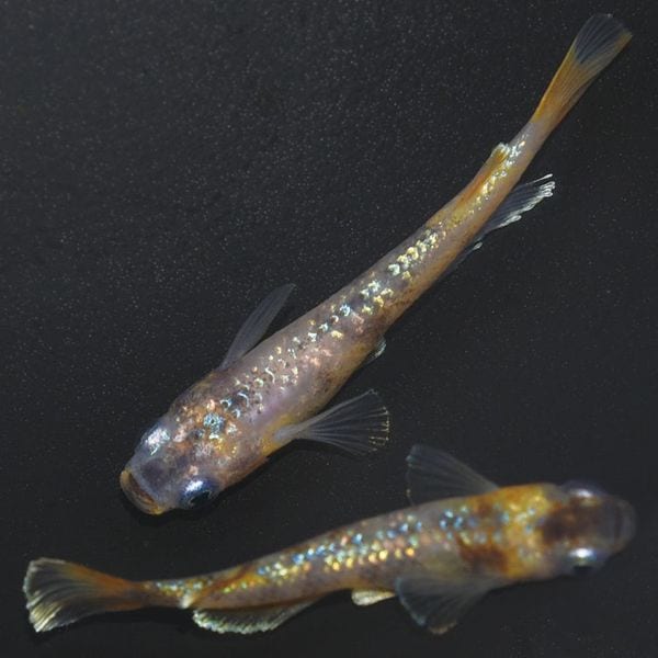 G-5525 令和3色ラメ幹之サファイア系MRG ペアセット