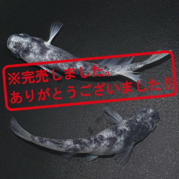 G-5526 白ブチDW(ディープホワイト) ペアセット