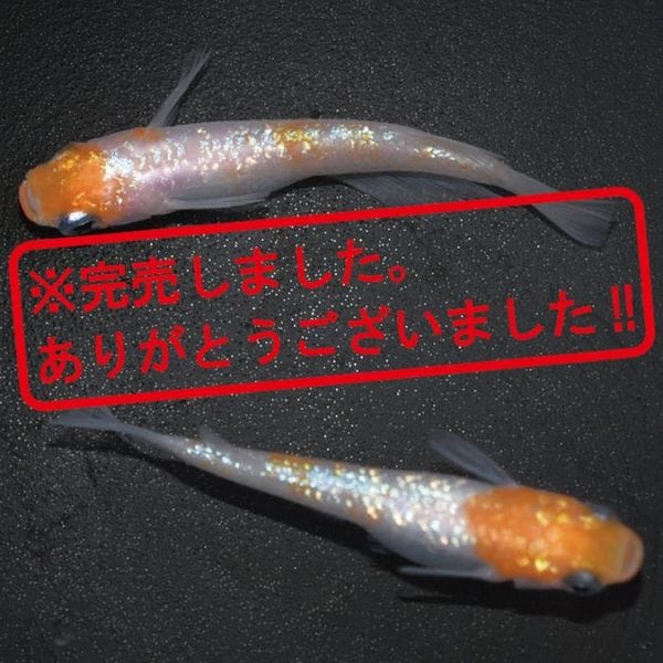 G-5527 紅白ラメ幹之サファイア系 ペアセット