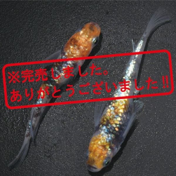 G-5528 3色ラメ幹之サファイア系-黒勝ちタイプ- ペアセット