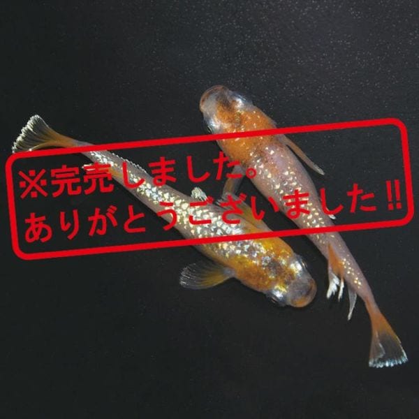 G-5530 令和3色ラメ幹之サファイア系MRG ペアセット