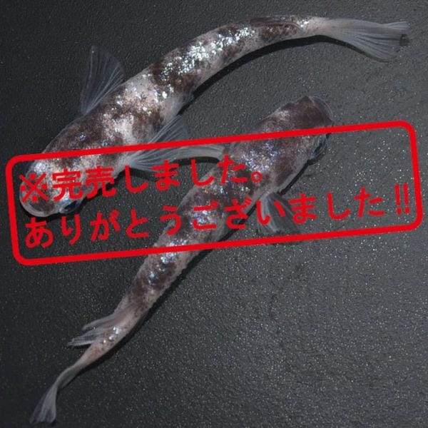G-5534 白ブチラメ幹之サファイア系DW ペアセット