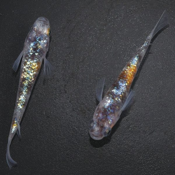 S4075 3色ラメ幹之サファイア系-黒勝ちタイプ- ペアセット