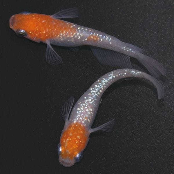 S4077 紅白ラメ幹之 ペアセット