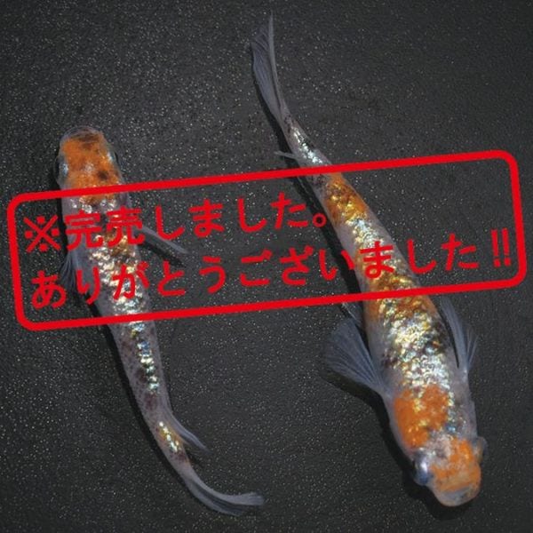 G-5538 3色ラメ幹之サファイア系 ペアセット
