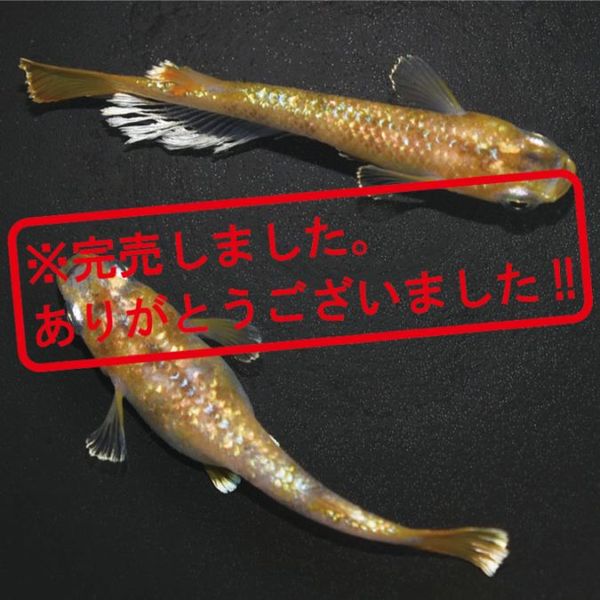 G-5540 令和3色ラメ幹之サファイア系MRG ペアセット