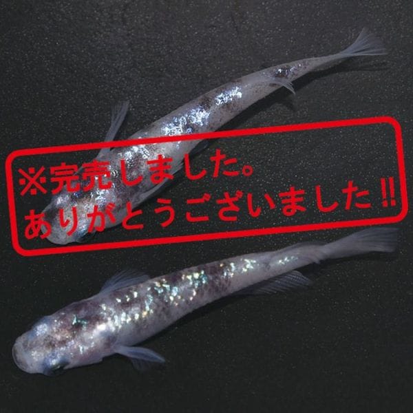 G-5543 白ブチラメ幹之サファイア系DW ペアセット