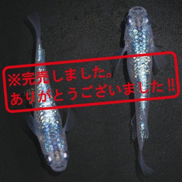 S4093 黒ラメ幹之サファイア系 ペアセット