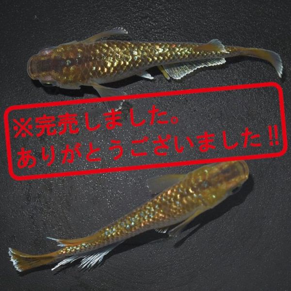 S4094 琥珀ラメ幹之MRG ペアセット