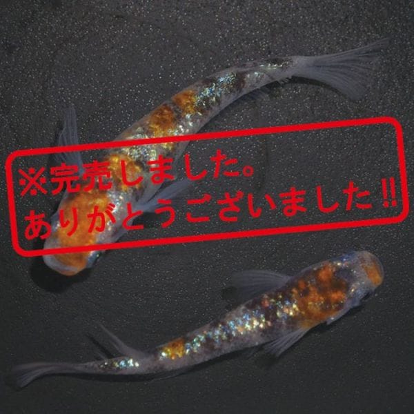 G-55443ᴴǷե--ڥå