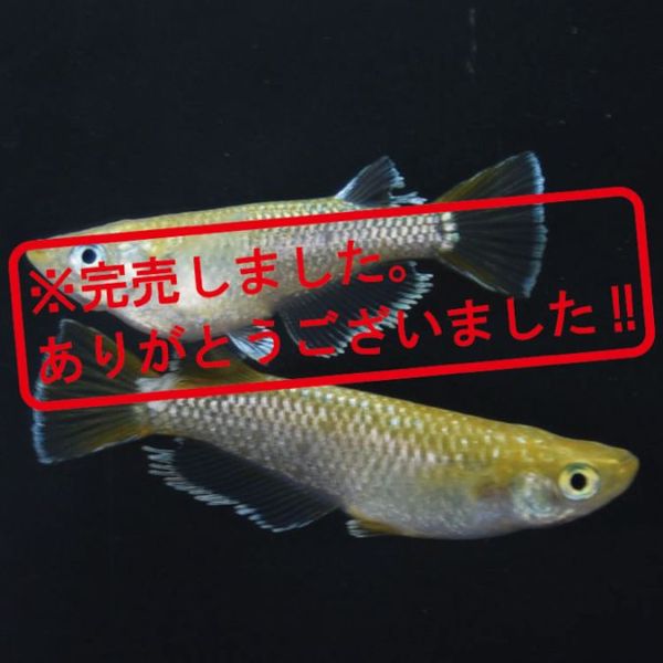 S4096 琥珀ラメ幹之MRG ペアセット