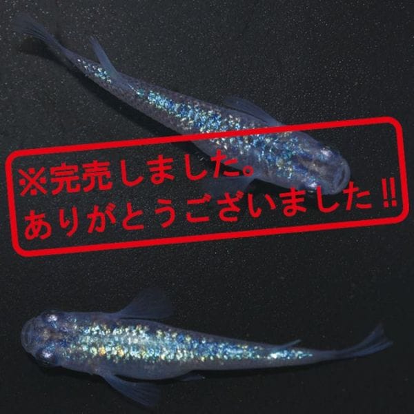 S4099 黒ラメ幹之サファイア系 ペアセット