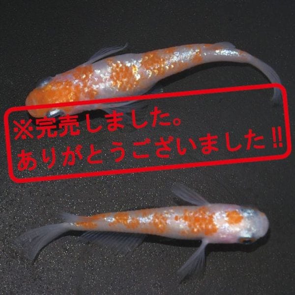 現物写真限定セット販売 | 静楽庵