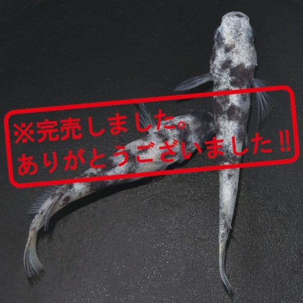 あん出品 ミドリ安全 ゴム底安全靴 ブラック 27.0cm チャック V2133N