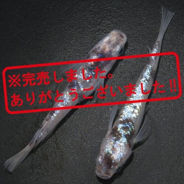 G-5568֥ᴴǷեDWڥå