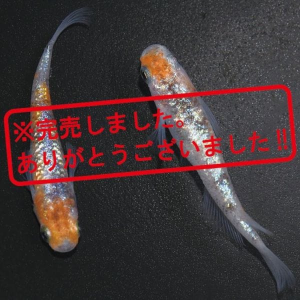 あん出品 傘しずくとり NBL スペア | 【ミドリ安全】公式通販