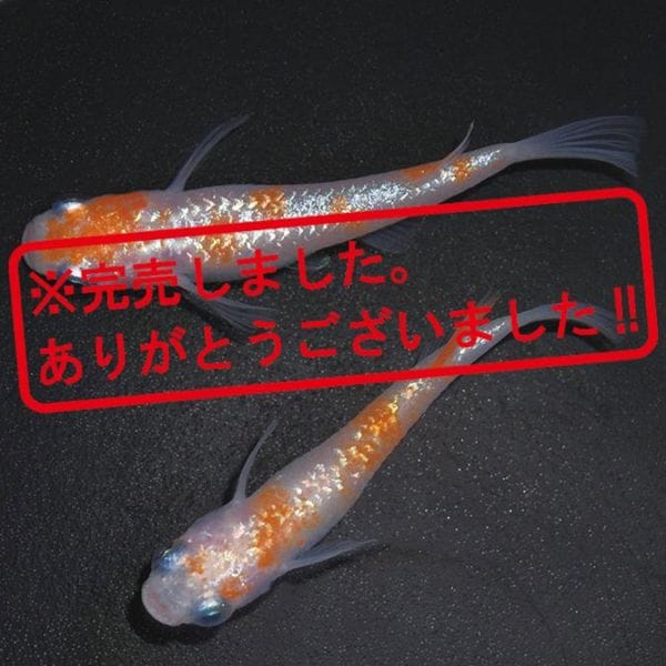 現物写真限定セット販売 | 静楽庵