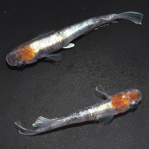 G-55773ᴴǷ-γ-(MR-07)ڥå