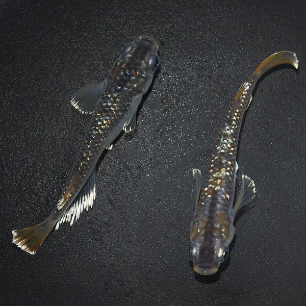 G-5578¹ᴴǷMRGڥå