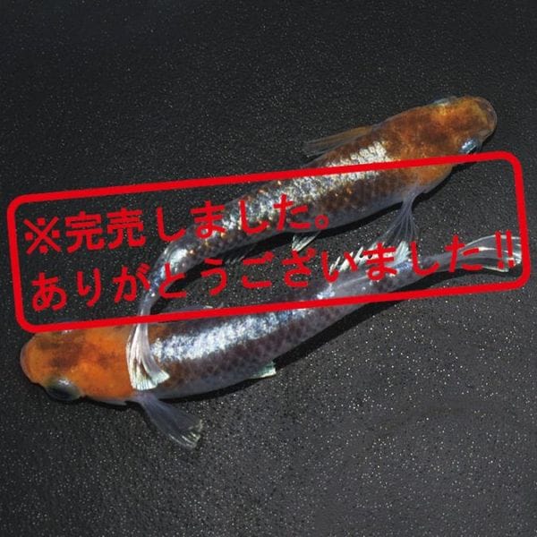 G-5579 3色ラメ幹之-体外光タイプ-(MS-06) ペアセット