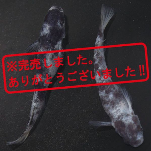 あん出品 Under Armour Unstoppable Fleece Full-Zip Jacket - 1379806-011