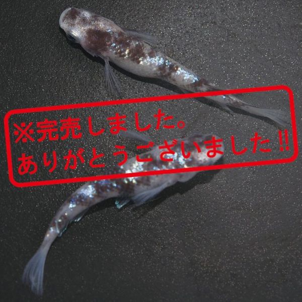 G-5581֥ᴴǷեDWڥå