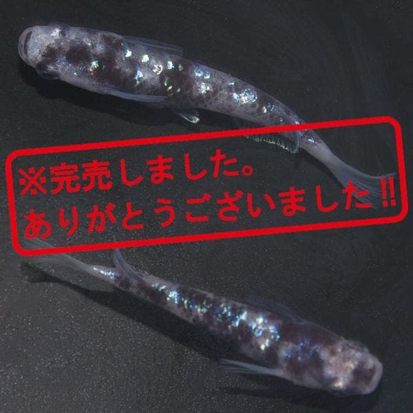 G-5585֥ᴴǷեDWڥå