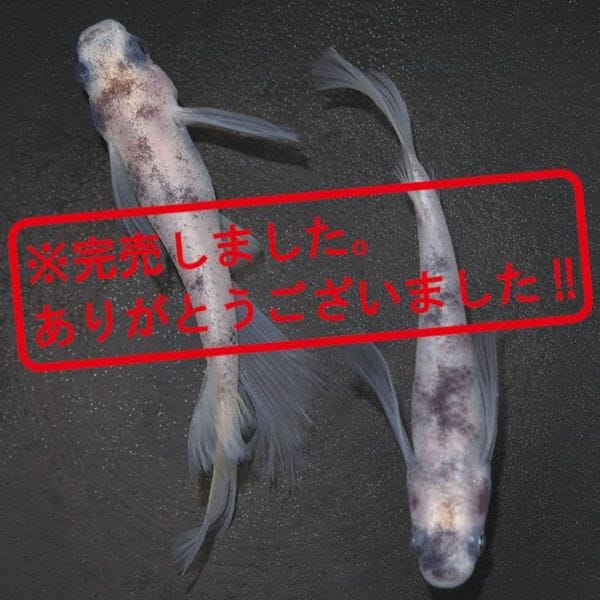 G-5586 白ブチDW RLF ペアセット