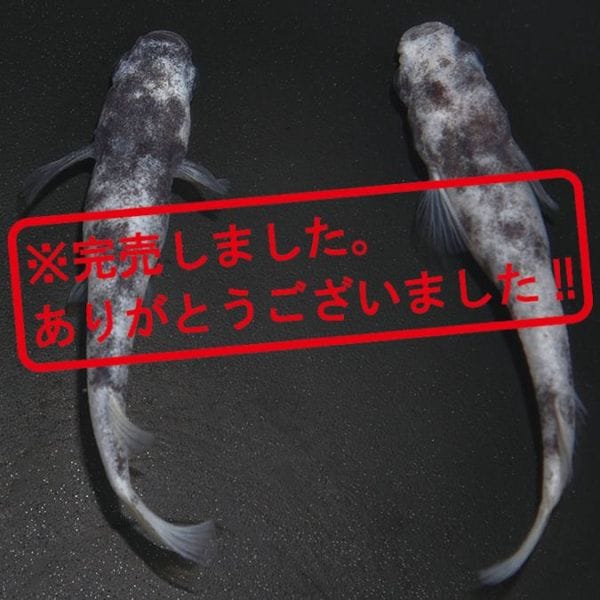 G-5588 白ブチDW ペアセット