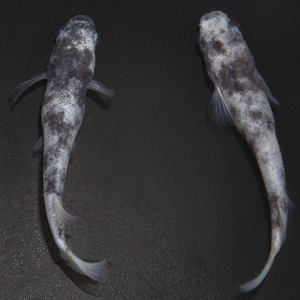 現物写真限定セット販売 | 静楽庵