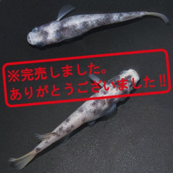 G-5589 白ブチDW ペアセット