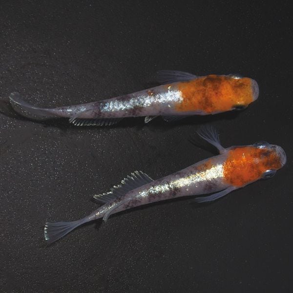 G-55903ᴴǷ-γ-(LU-04)ڥå