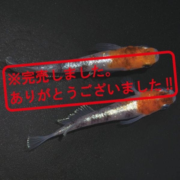 G-5590 3色ラメ幹之-体外光タイプ-(LU-04) ペアセット