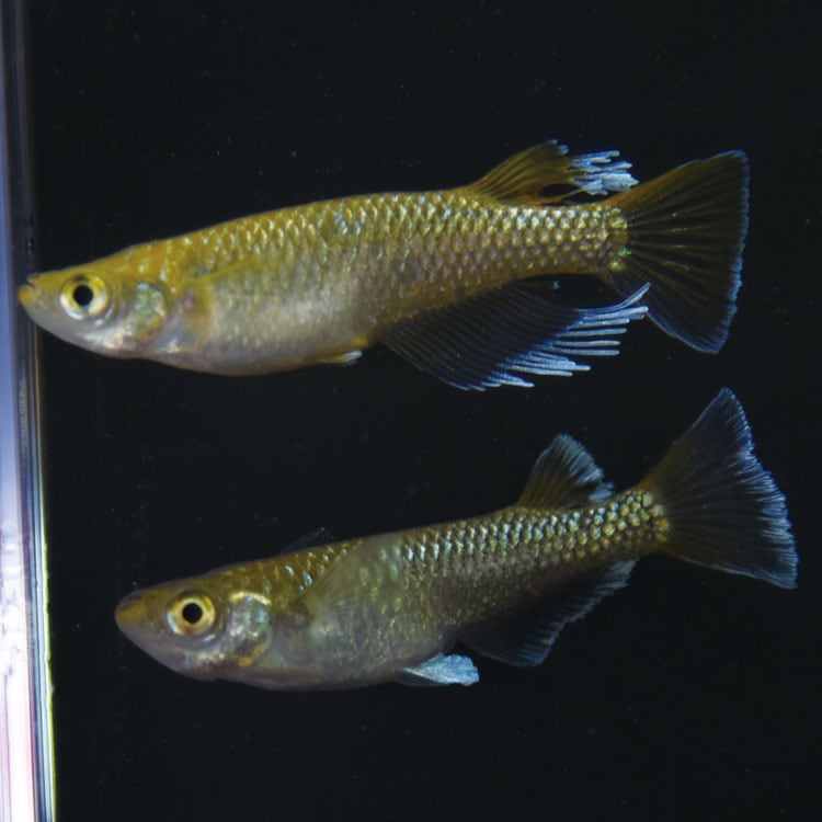 琥珀 S4165 琥珀ラメ幹之MRG ペアセット | 店頭セット販売 | 静楽庵