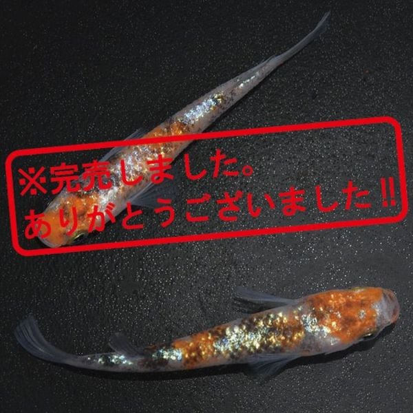 G-5591 3色ラメ幹之サファイア系-黒勝ちタイプ- ペアセット