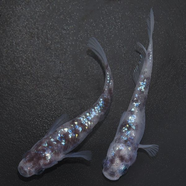 G-5592 白ブチラメ幹之サファイア系DW ペアセット