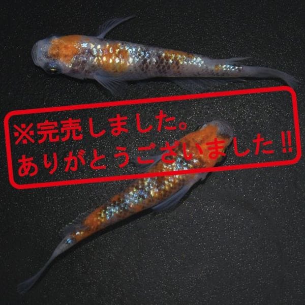 G-5593 3色ラメ幹之サファイア系-黒勝ちタイプ- ペアセット