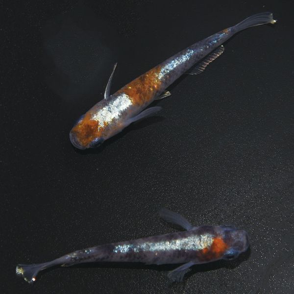 S41783ᴴǷ-γ-(LU-04)ڥå