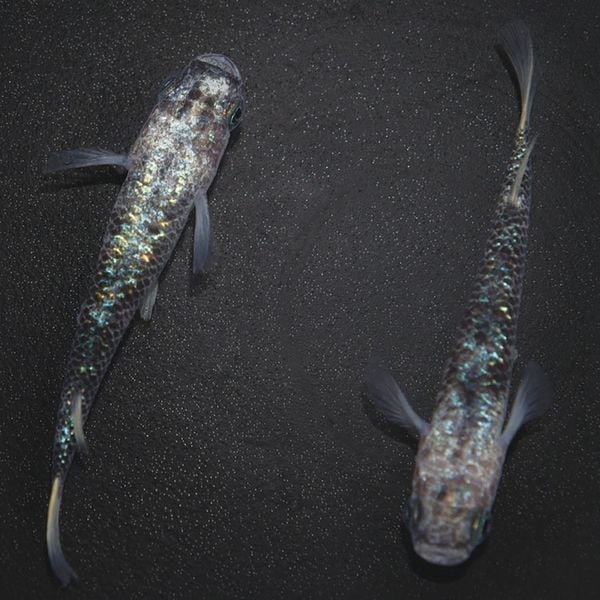 S4179¥ᴴǷեWFڥå