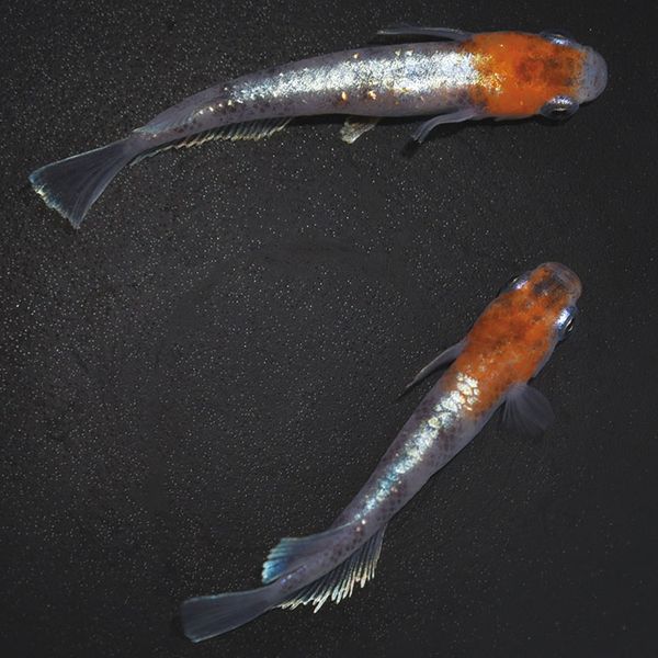 S41833ᴴǷ-γ-(MR-07)ڥå