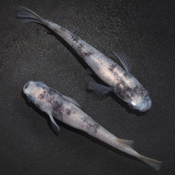 S4186 白ブチDW ペアセット